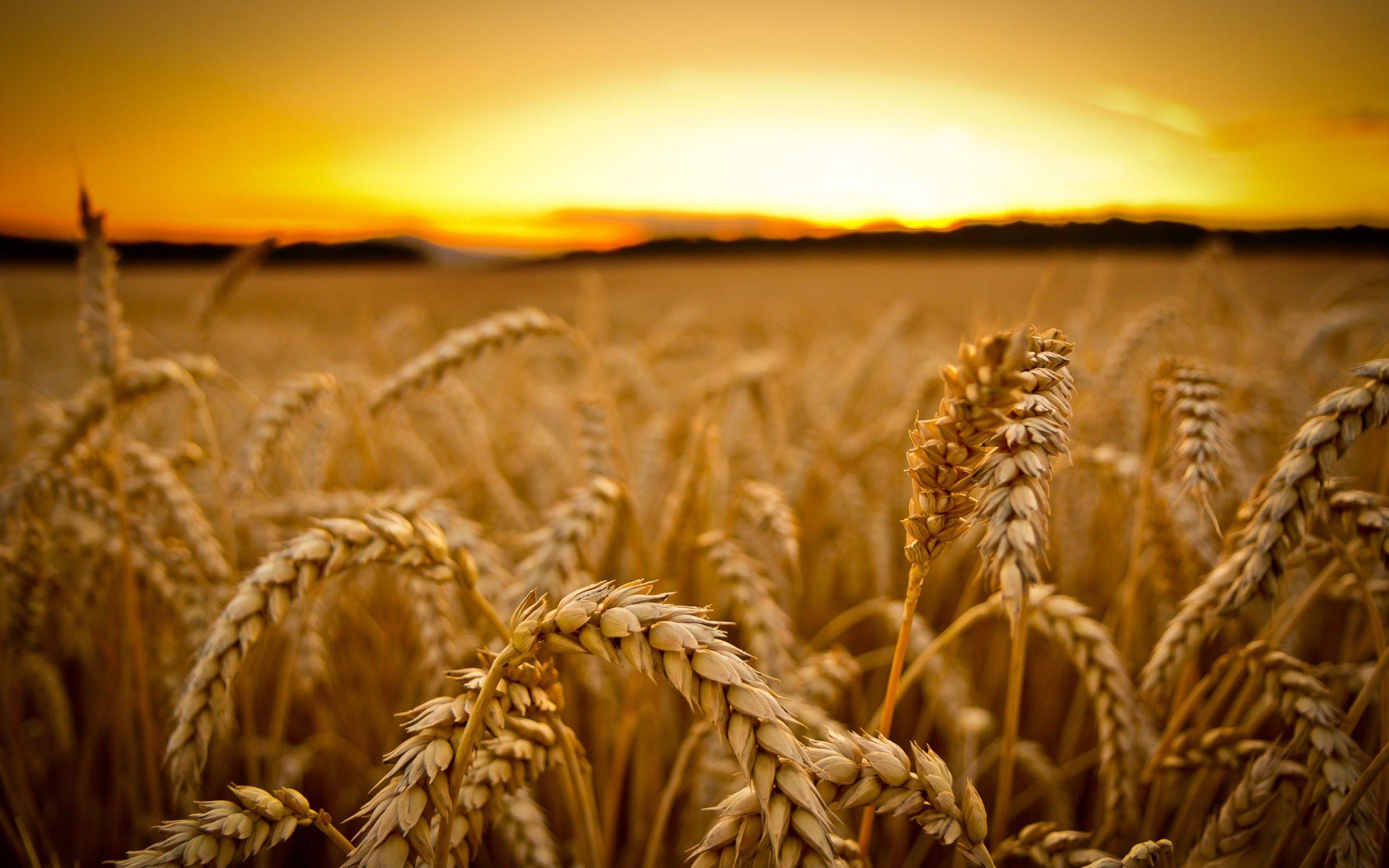 Crop Production & Harvesting